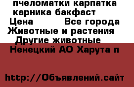 пчеломатки карпатка карника бакфаст F-1 › Цена ­ 800 - Все города Животные и растения » Другие животные   . Ненецкий АО,Харута п.